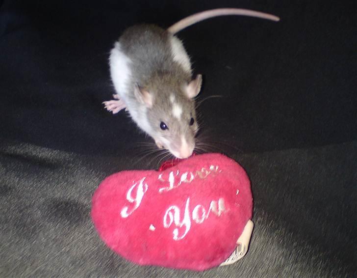 Tamrotte Benny billede 11