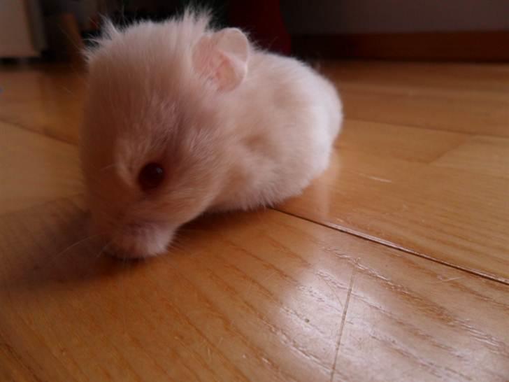 Hamster Pjuske *Savnet*  - Jeg bliver taget billeder af!!!<23 billede 7