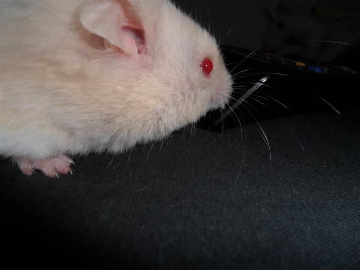 Hamster Pjuske *Savnet*  - Hej med dei<3<3 billede 8