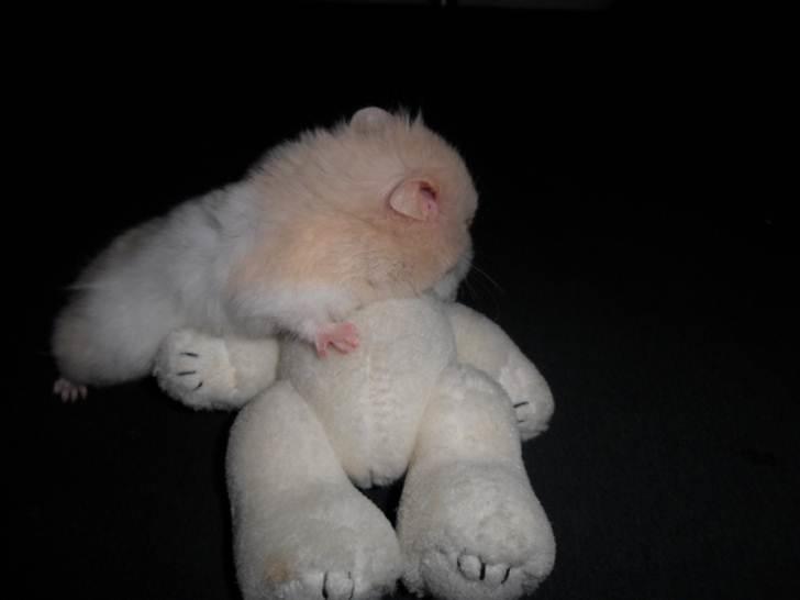 Hamster Pjuske *Savnet*  - Jeg laver lige førstehjælp på bamsen Mund til Mund :DB: en der kysser<3<3 billede 9