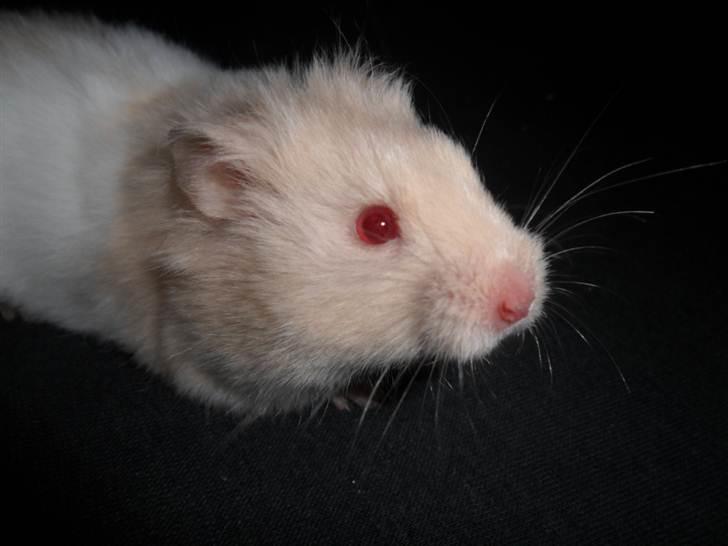 Hamster Pjuske *Savnet*  - Man kan ikke sige andet en Nuur!!!! billede 10