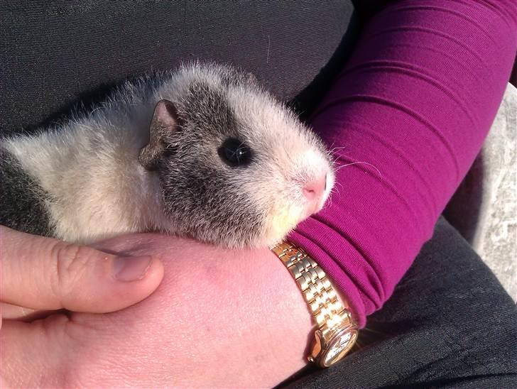 Marsvin Pixie von Firkløver - Pixie synes det er super hyggeligt at se på hestene der rider:) billede 2