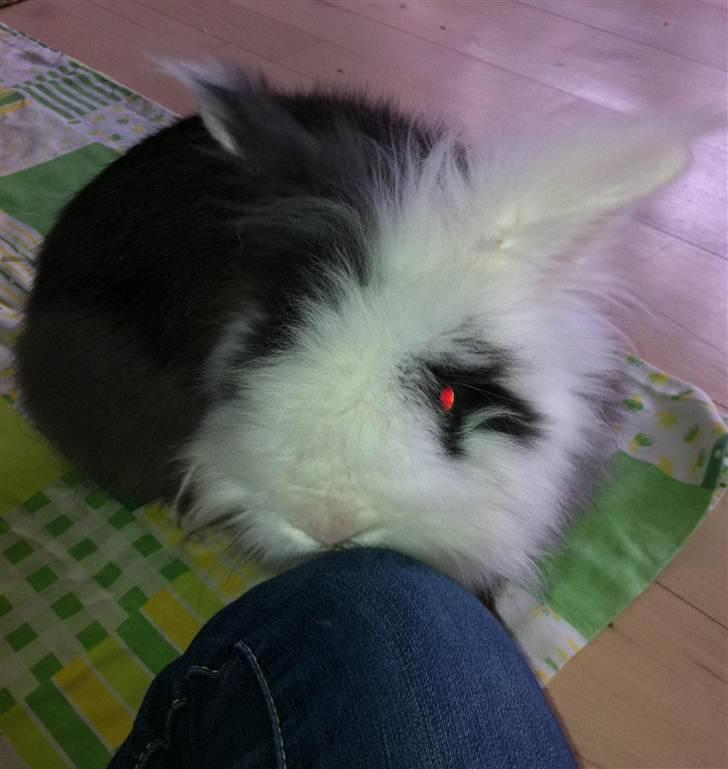 Kanin Cody Løvehoved/Angora - Hun elsker at slikke mit ben xD <3 billede 6
