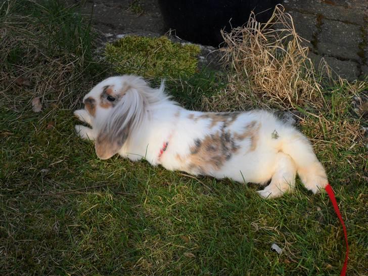 Kanin Silke billede 1