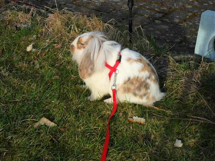 Kanin Silke billede 2