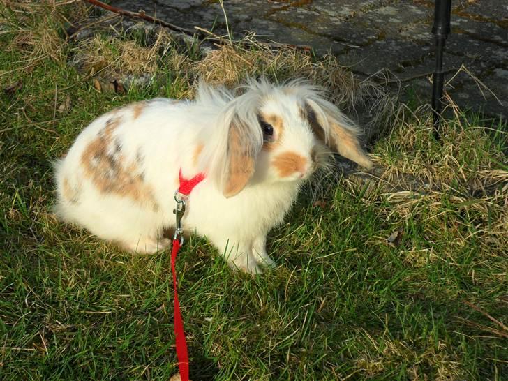 Kanin Silke billede 3