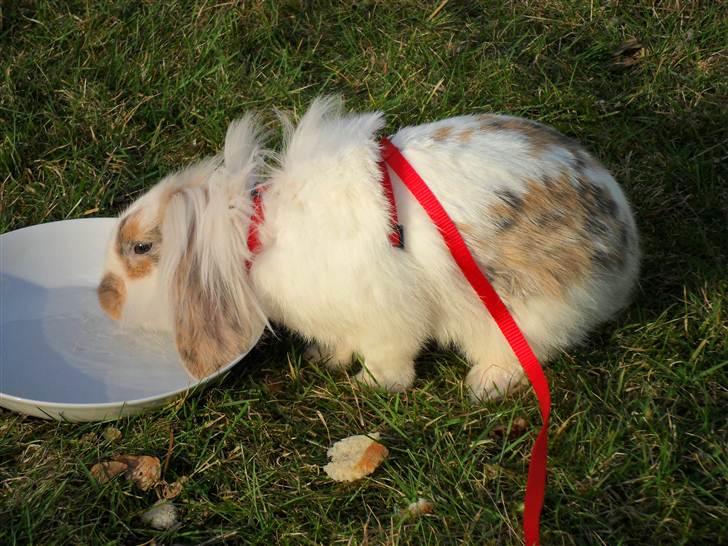 Kanin Silke billede 4