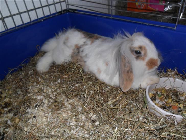 Kanin Silke billede 5