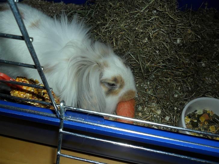 Kanin Silke billede 6