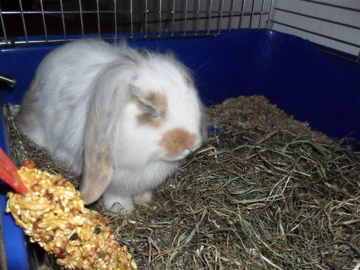 Kanin Silke billede 7