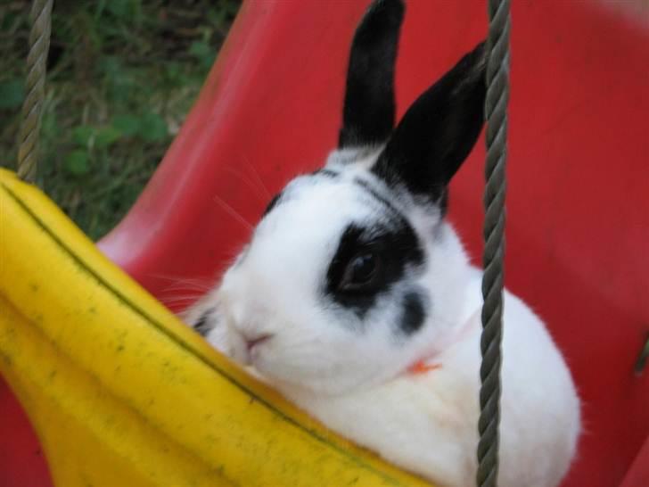 Kanin Hvide mis R.I.P billede 1