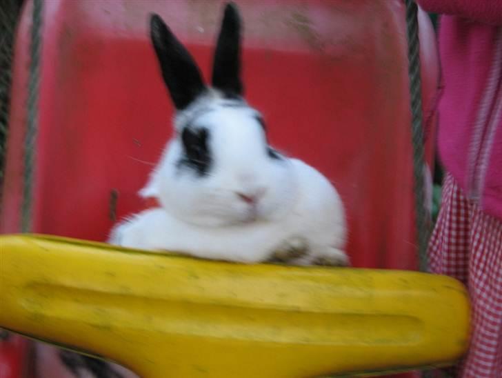 Kanin Hvide mis R.I.P billede 2