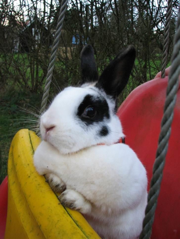 Kanin Hvide mis R.I.P billede 3