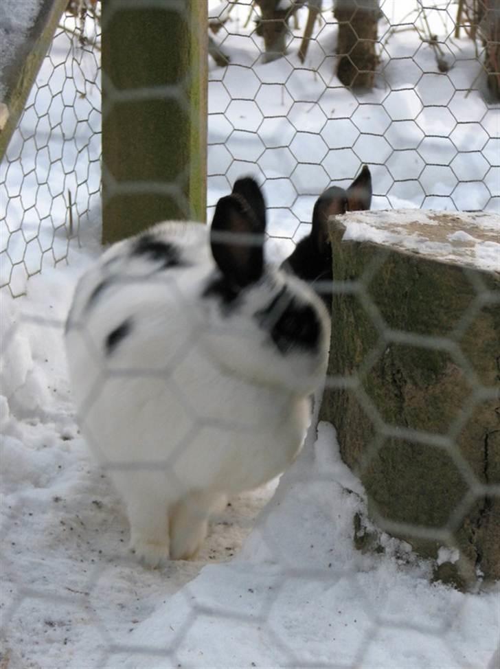 Kanin Hvide mis R.I.P billede 4