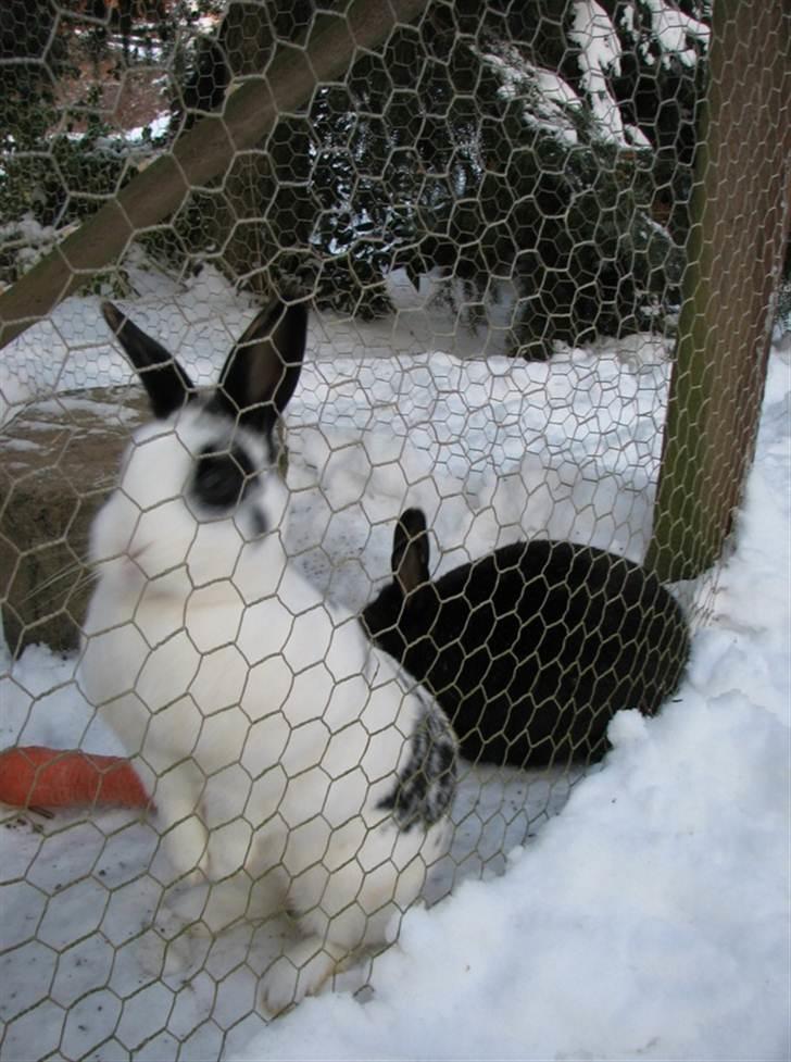 Kanin Hvide mis R.I.P billede 6