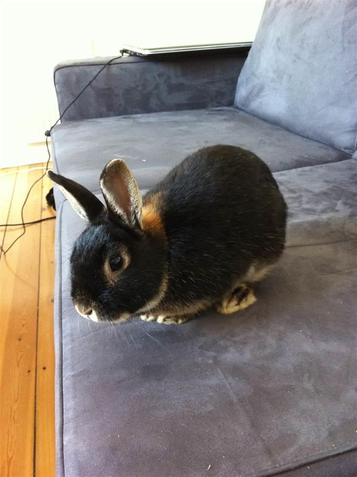 Kanin Joey - Hov, du skal ikk tage billeder af mig mens jeg vasker mig :D billede 2