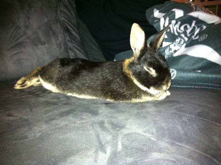 Kanin Joey - Jeg elsker at sove på sofaen med min ejer :D billede 3