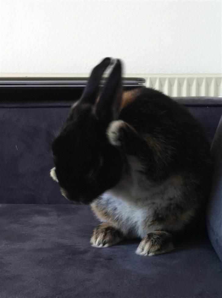 Kanin Joey - det er lækkert at vaske mig i sofaen :D billede 4