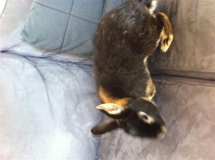 Kanin Joey - Ih det er dejligt at hoppe rundt på sofaen :D billede 5