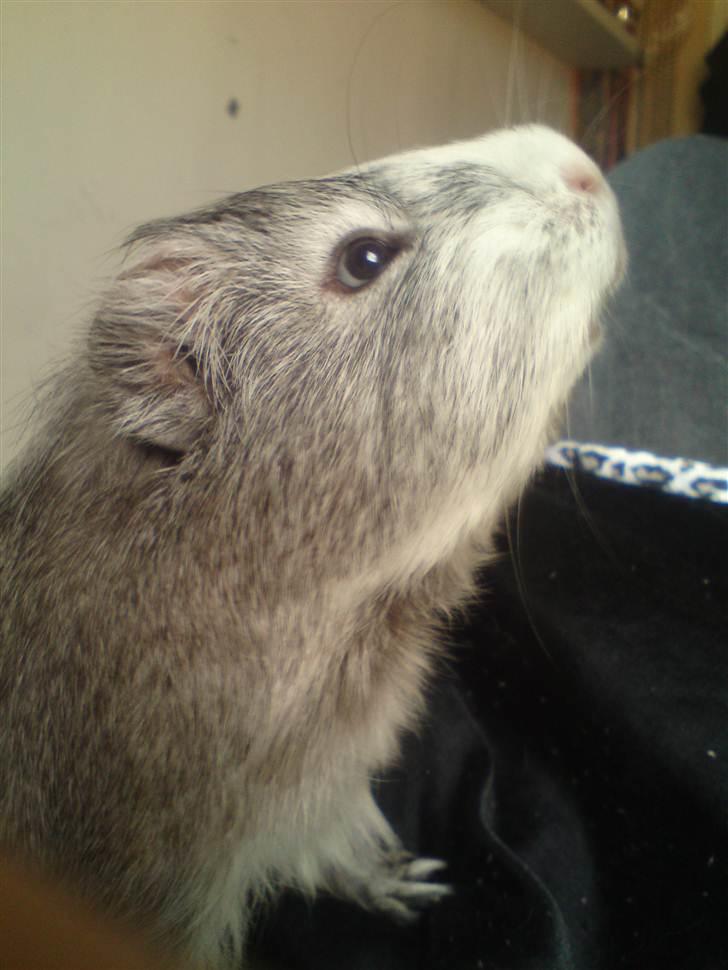 Marsvin prins kurt (tidligergnaver) billede 2