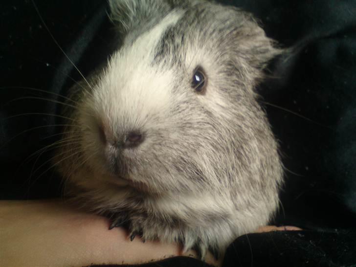 Marsvin prins kurt (tidligergnaver) billede 3