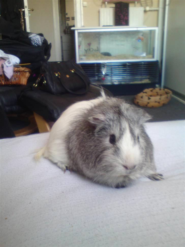 Marsvin prins kurt (tidligergnaver) billede 4