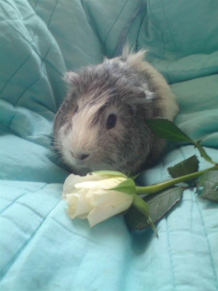 Marsvin prins kurt (tidligergnaver) billede 1