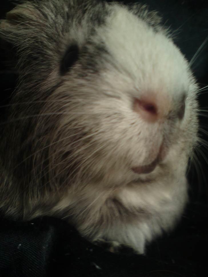 Marsvin prins kurt (tidligergnaver) billede 5