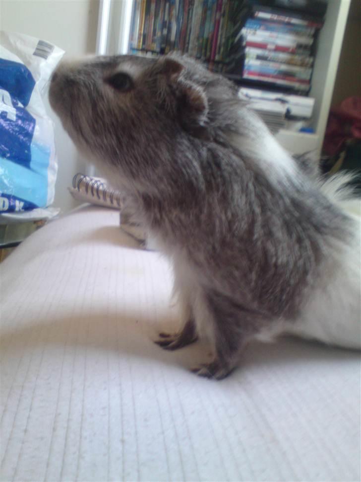 Marsvin prins kurt (tidligergnaver) billede 6