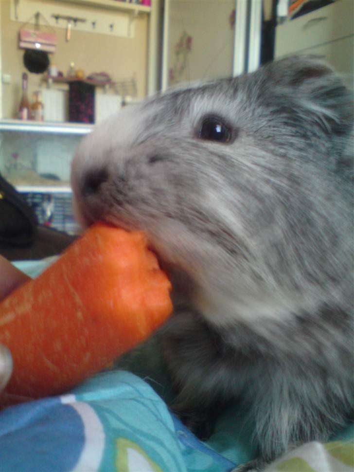 Marsvin prins kurt (tidligergnaver) billede 7