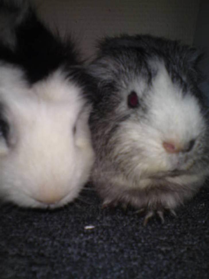 Marsvin prins kurt (tidligergnaver) billede 8