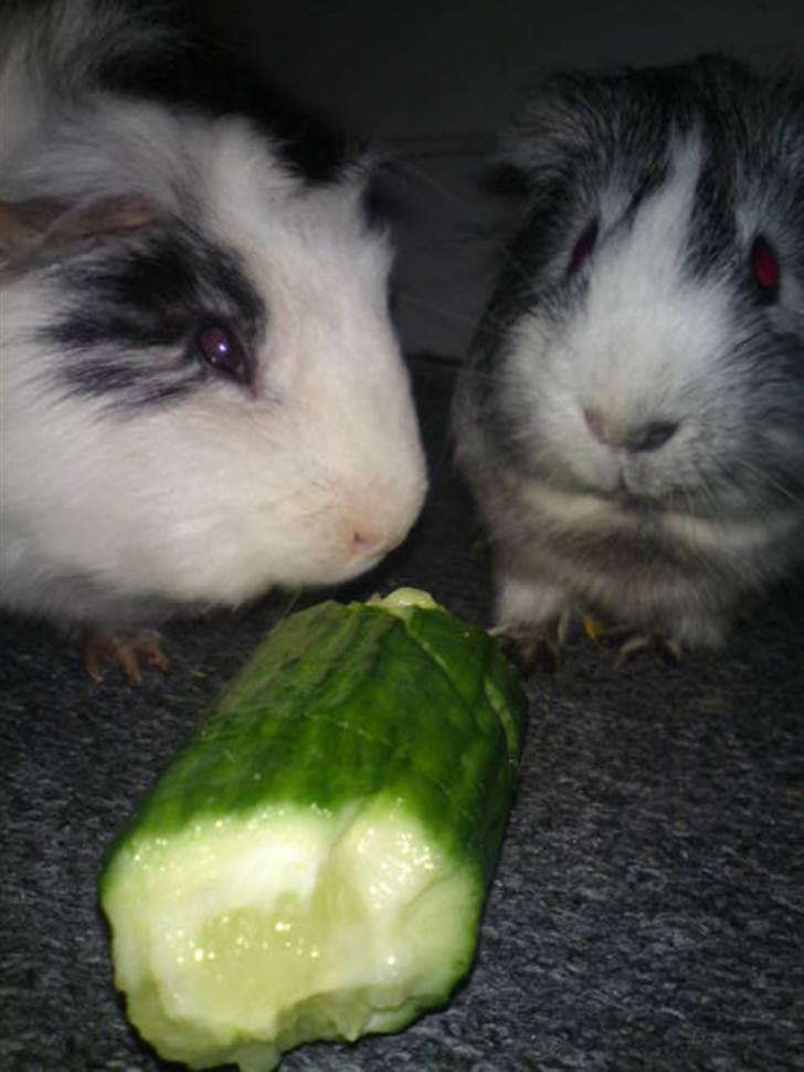 Marsvin prins kurt (tidligergnaver) billede 9