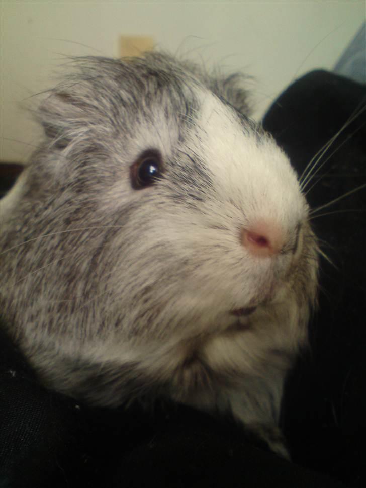 Marsvin prins kurt (tidligergnaver) billede 10