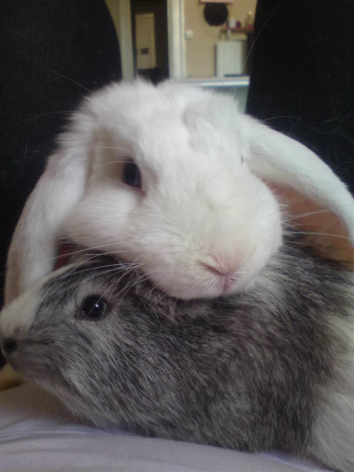 Marsvin prins kurt (tidligergnaver) billede 11