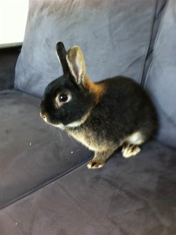 Kanin Joey billede 6