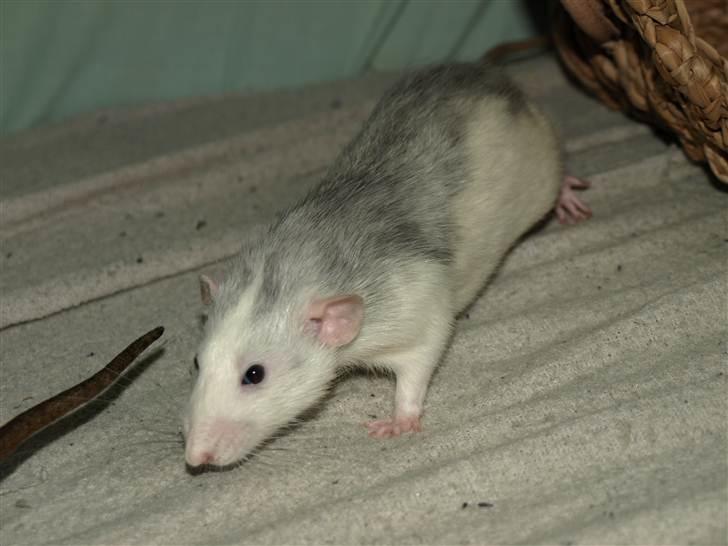 Tamrotte Mellieha Cullinan I*RIP* - D. 17. april 2011 billede 7