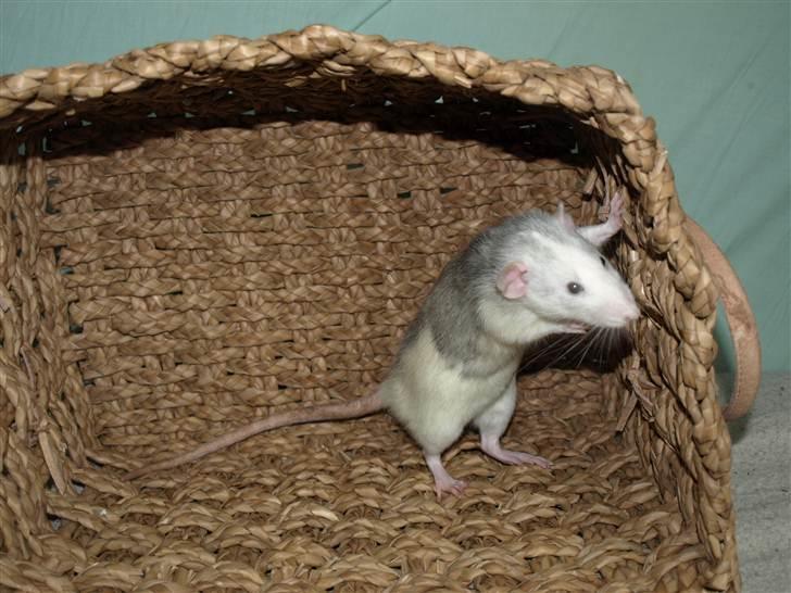 Tamrotte Mellieha Cullinan I*RIP* - D. 17. april 2011 billede 6