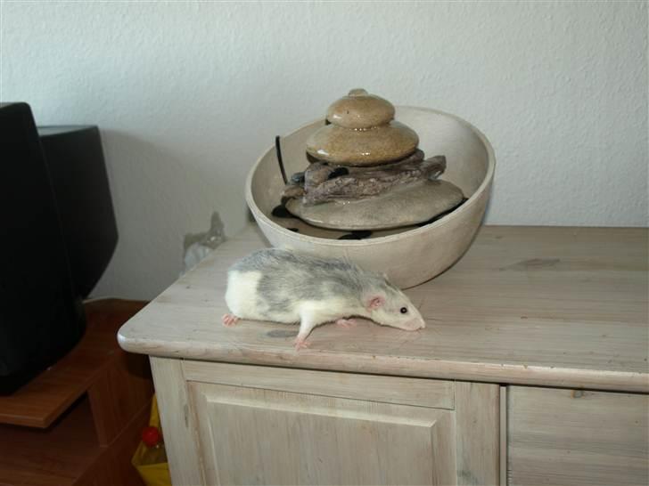 Tamrotte Mellieha Cullinan I*RIP* - D. 17. april 2011 billede 5
