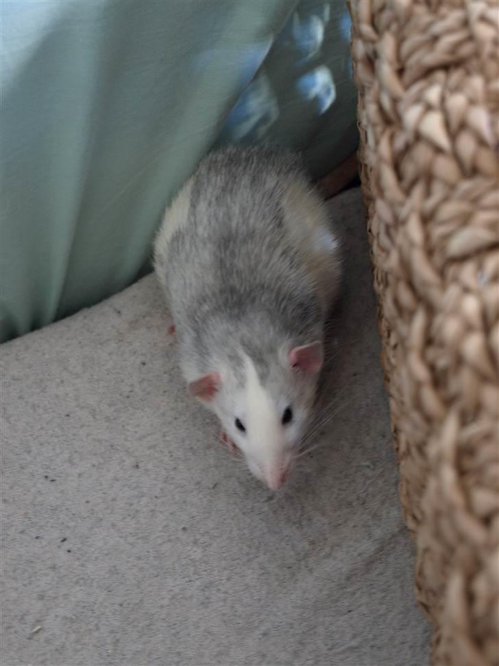 Tamrotte Mellieha Cullinan I*RIP* - D. 17. april 2011 billede 4