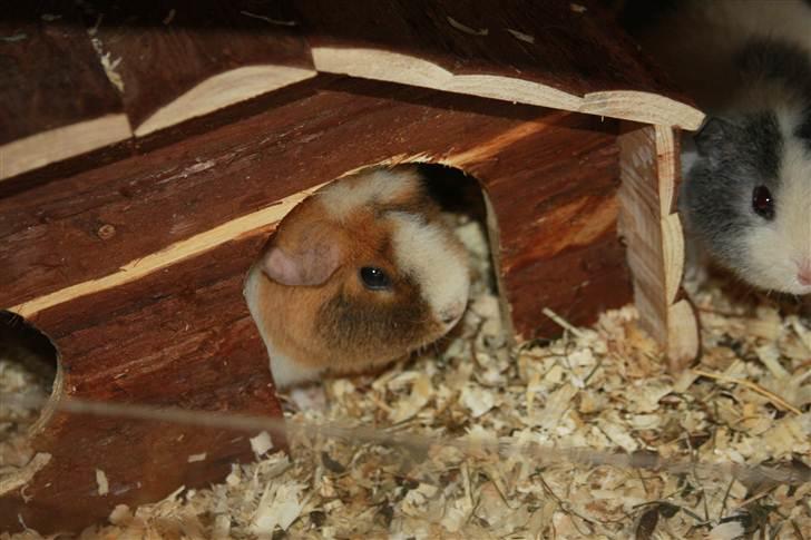 Marsvin Xikki Sommer Sky - Xikki titter ud fra huset:) billede 8