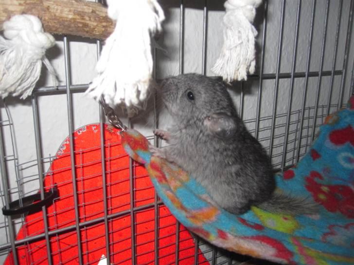 Chinchilla Wilma *aflivet d. 04-06-2012* - 11 dage gammel billede 2