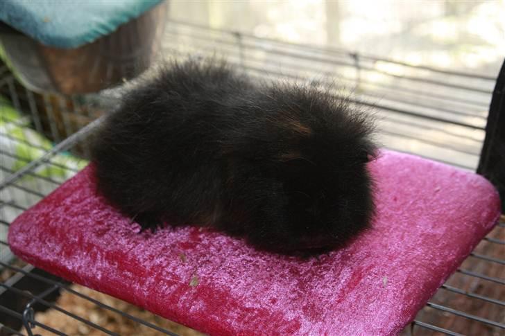 Marsvin Silvanis Safir billede 2