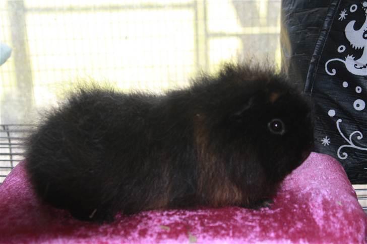 Marsvin Silvanis Safir billede 3