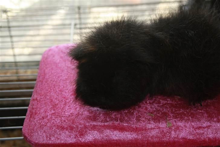 Marsvin Silvanis Safir billede 4