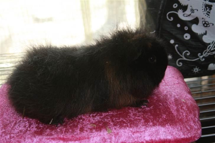 Marsvin Silvanis Safir billede 5