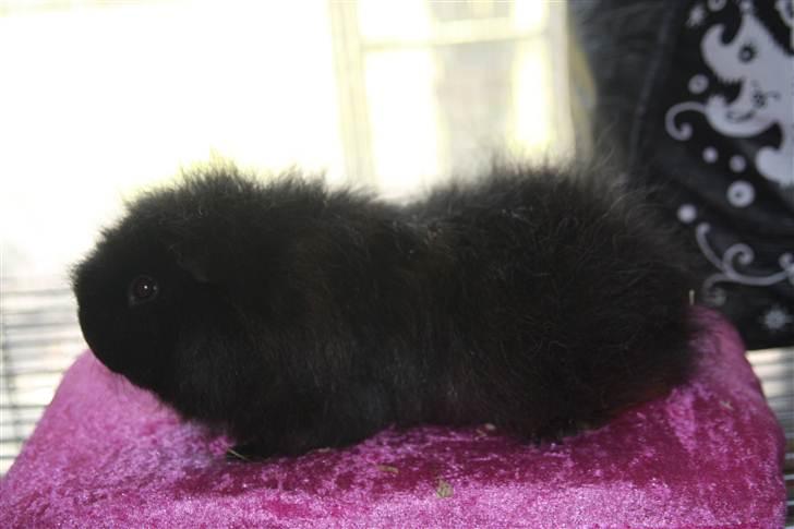 Marsvin Silvanis Safir billede 6