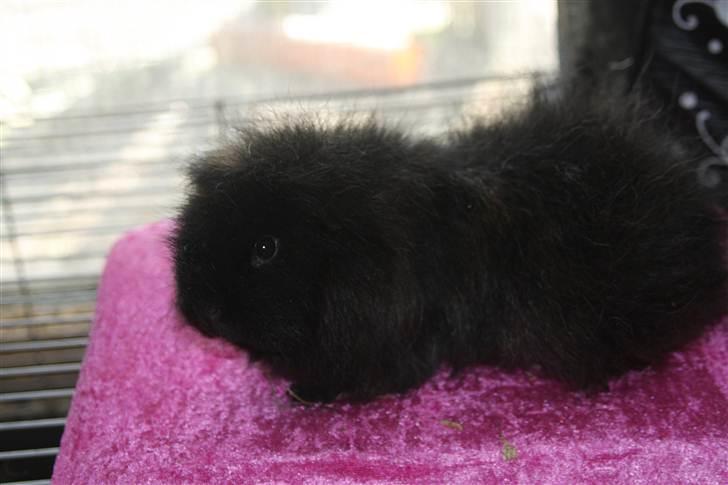 Marsvin Silvanis Safir billede 7