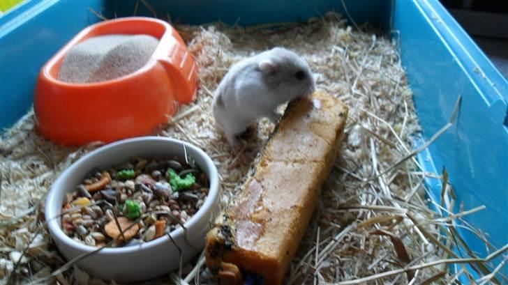 Dværghamster Junior billede 13