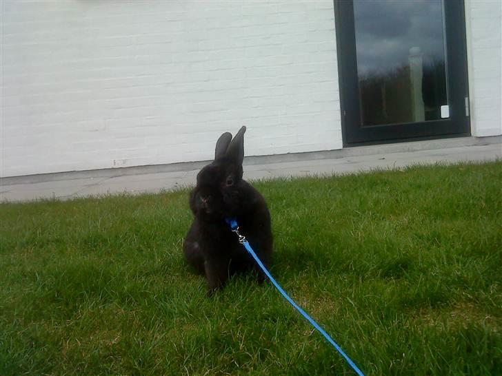 Kanin Roses Casper Canin R.I.P  billede 8