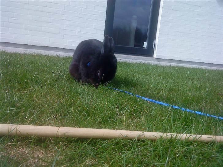 Kanin Roses Casper Canin R.I.P  billede 9